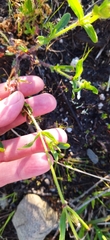 Silene gallica gallica