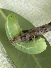 Callosamia angulifera