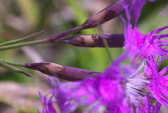 Dianthus superbus superbus