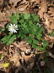 Sanguinaria canadensis