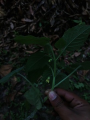 Physalis virginiana