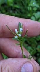 Cardamine umbellata