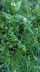Cardamine umbellata