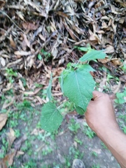 Physalis virginiana