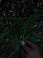 Physalis virginiana