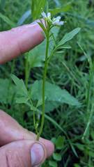 Cardamine umbellata
