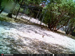 Patagioenas fasciata