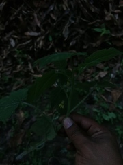 Physalis virginiana