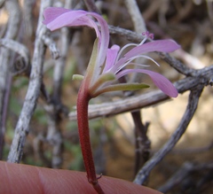 Pelargonium karooicum