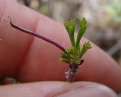 Pelargonium karooicum