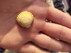 Acanthocardia tuberculata