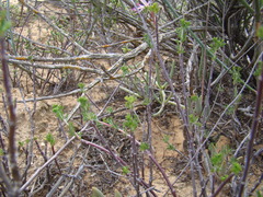 Pelargonium karooicum