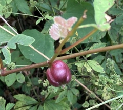 Ampelomyia vitispomum