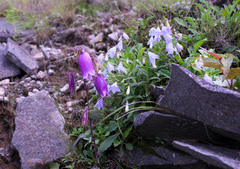 Campanula punctata hondoensis