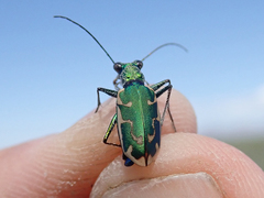 Ellipsoptera marutha
