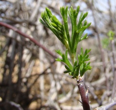 Pelargonium karooicum