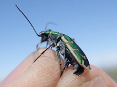 Ellipsoptera marutha