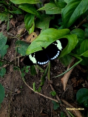 Heliconius cydno lisethae