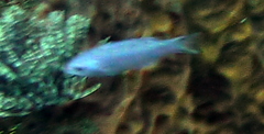 Bodianus parrae