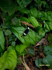 Heliconius cydno lisethae