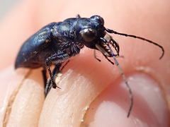 Cicindela nigrocoerulea