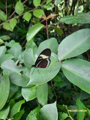 Heliconius cydno lisethae