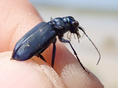Cicindela nigrocoerulea