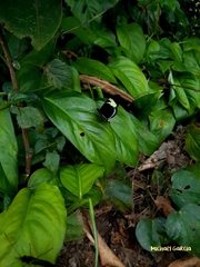 Heliconius cydno lisethae