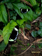 Heliconius cydno lisethae