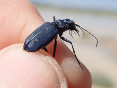 Cicindela nigrocoerulea