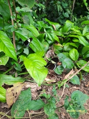 Heliconius cydno lisethae