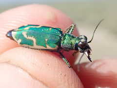 Ellipsoptera marutha