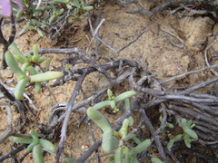 Pelargonium karooicum