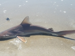 Carcharhinus plumbeus
