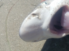 Carcharhinus plumbeus