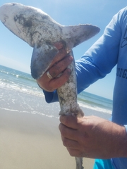 Carcharhinus plumbeus