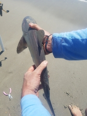 Carcharhinus plumbeus