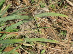 Phanogomphus oklahomensis