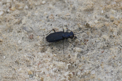 Cicindela nigrocoerulea