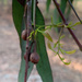 photo of Yellow Gum (Eucalyptus leucoxylon)
