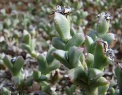 Ruschia approximata