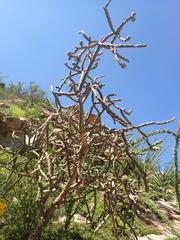 Cylindropuntia thurberi versicolor
