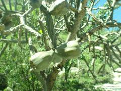 Cylindropuntia thurberi versicolor