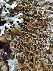 Xanthoparmelia stenophylla