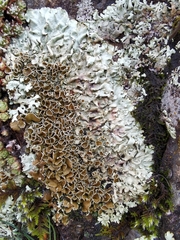 Xanthoparmelia stenophylla