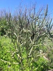 Cylindropuntia thurberi versicolor
