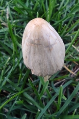 Coprinopsis atramentaria