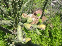 Cylindropuntia thurberi versicolor
