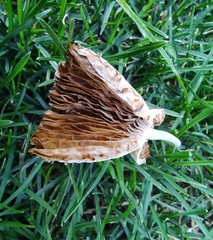 Coprinopsis atramentaria