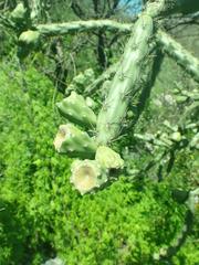 Cylindropuntia thurberi versicolor